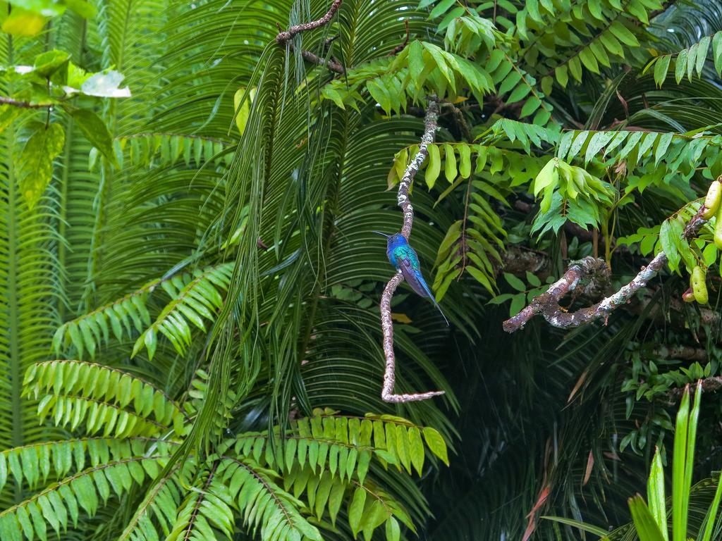 Pousada Almaviva Velha Boipeba Extérieur photo